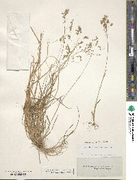 Poa cuspidata image