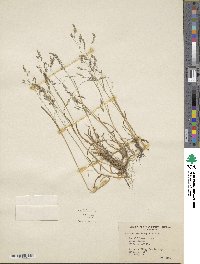 Poa reflexa image