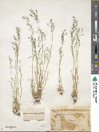 Poa reflexa image