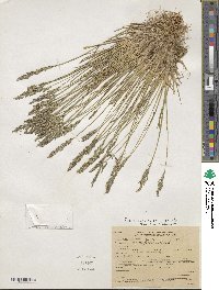 Poa glauca image