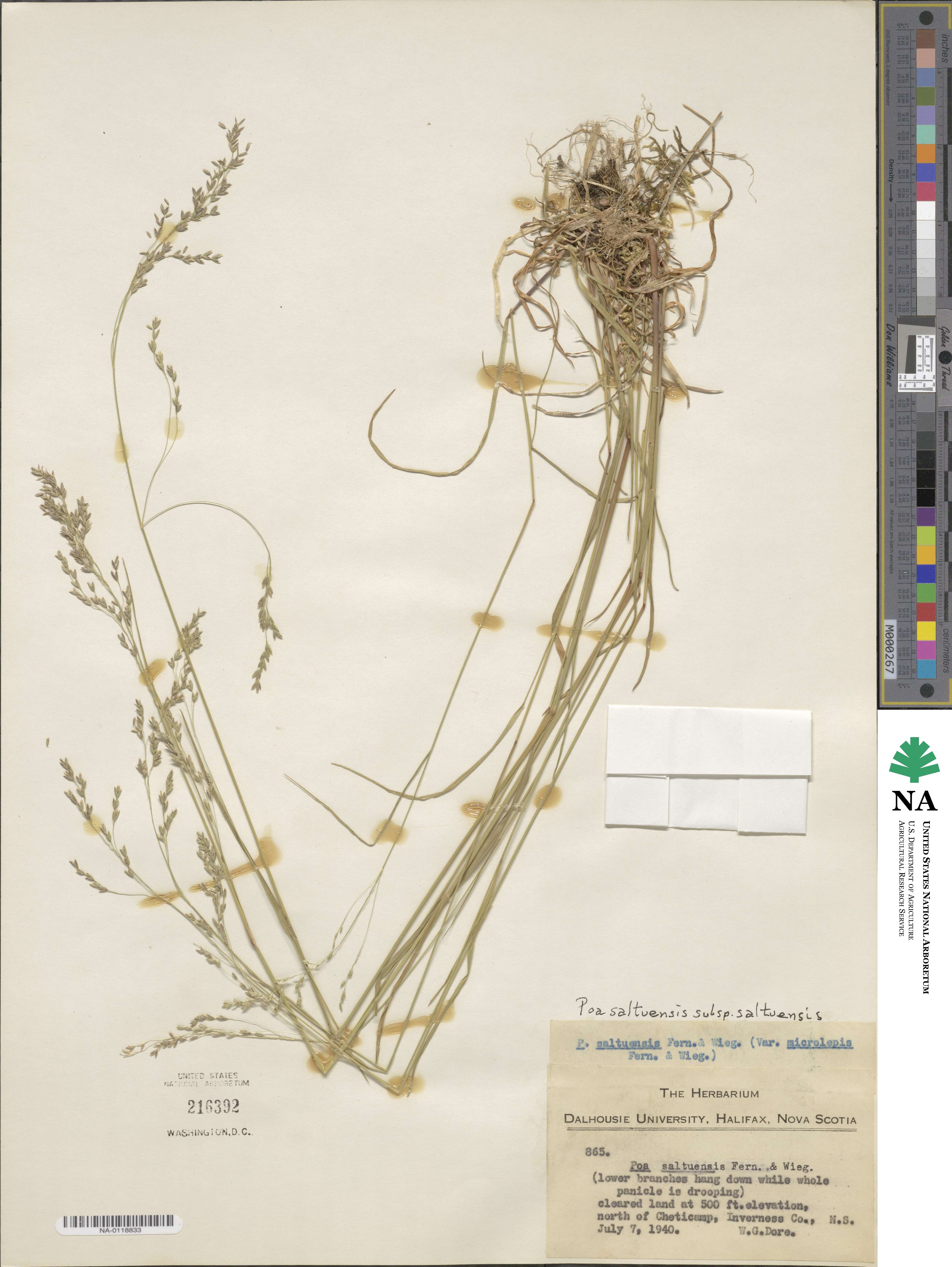 Poa saltuensis subsp. saltuensis image