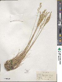 Poa secunda image