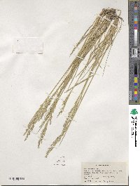 Poa secunda image