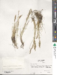 Poa secunda image