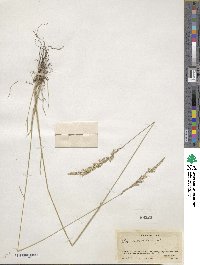 Poa secunda image