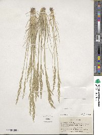 Poa secunda image