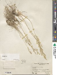 Poa secunda image