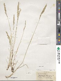 Poa secunda image