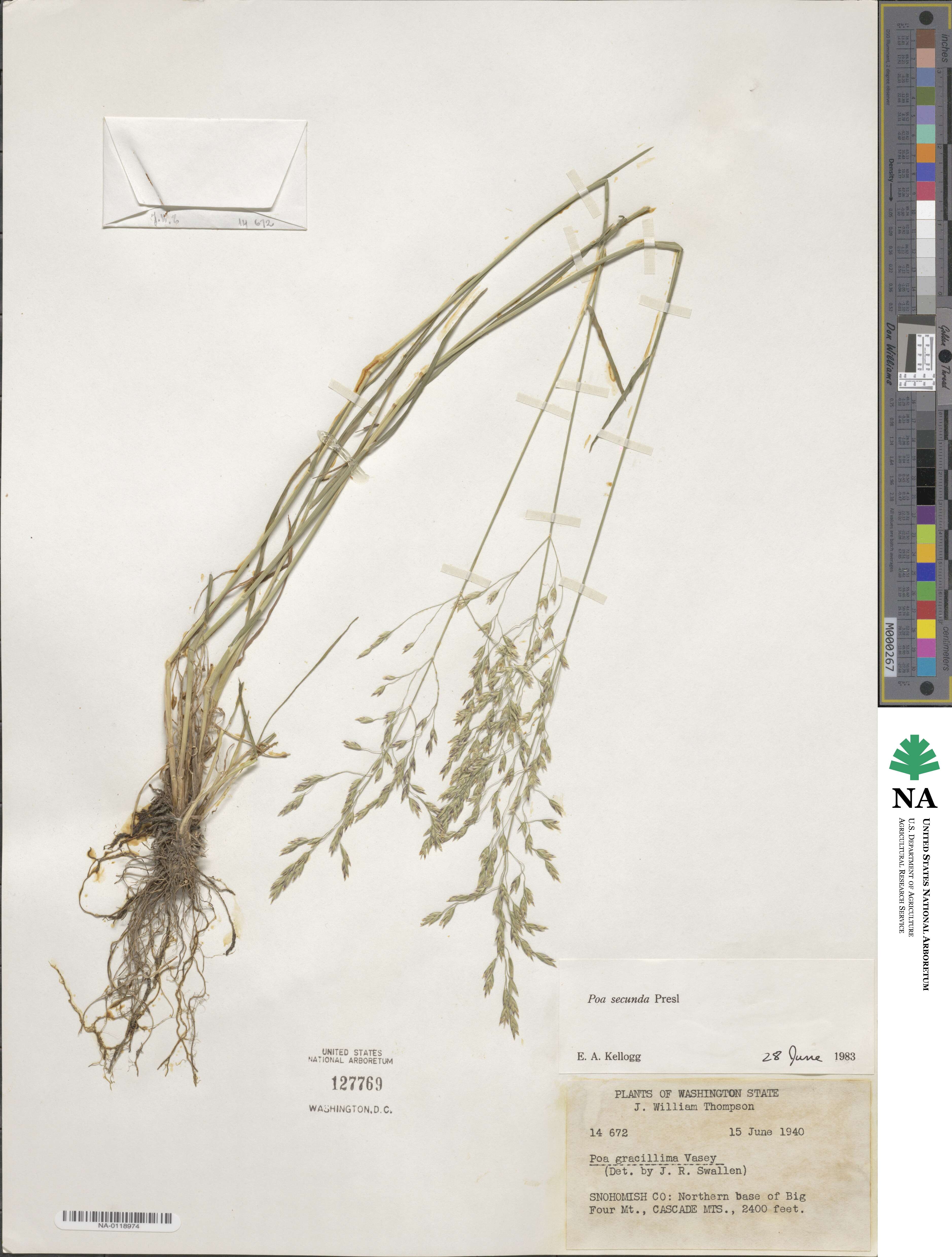 Poa secunda image