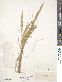 Poa secunda image