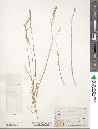 Poa serotina image