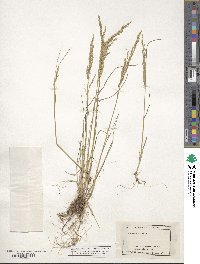 Poa serotina image