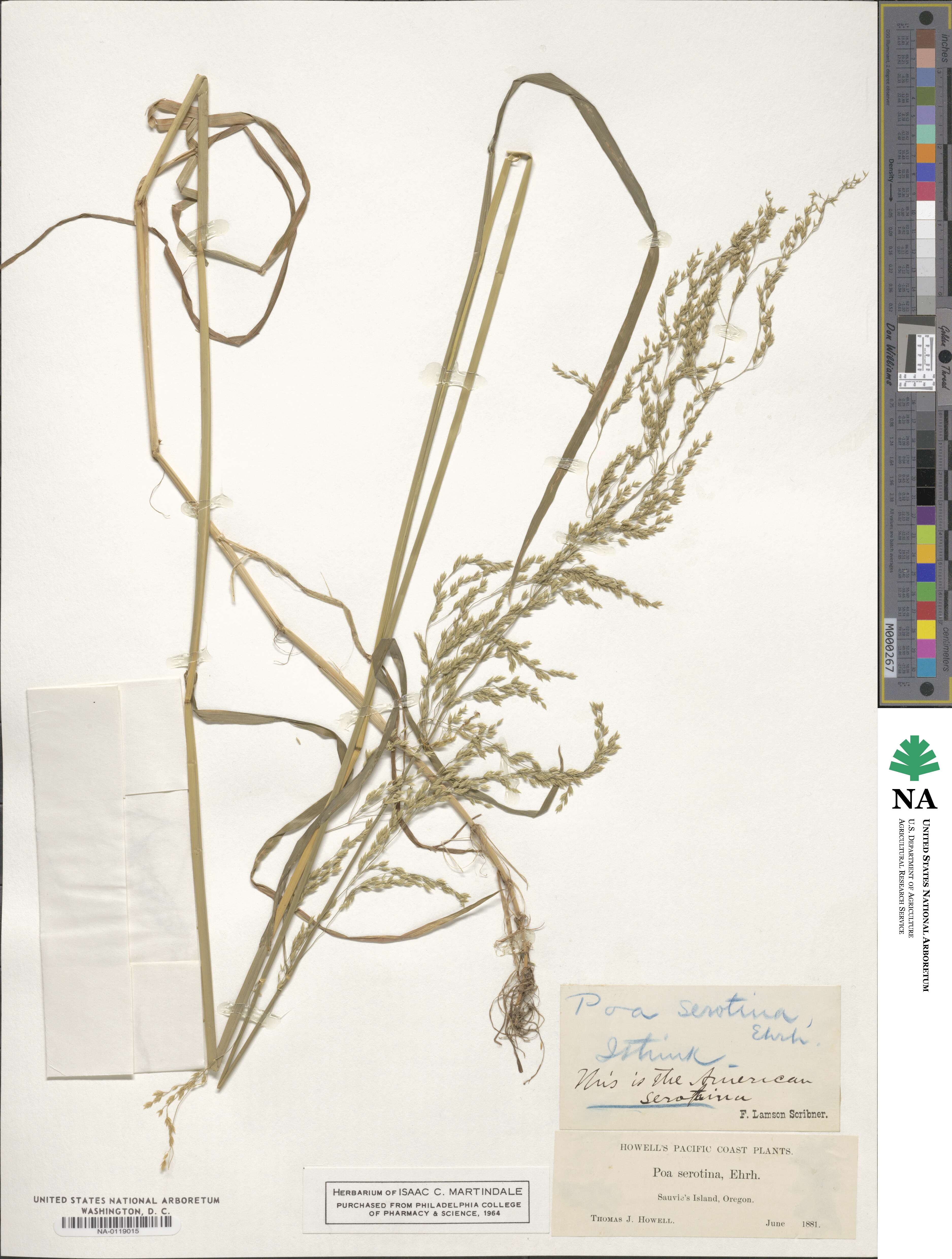 Poa serotina image