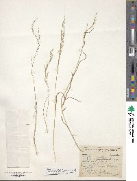 Poa serotina image