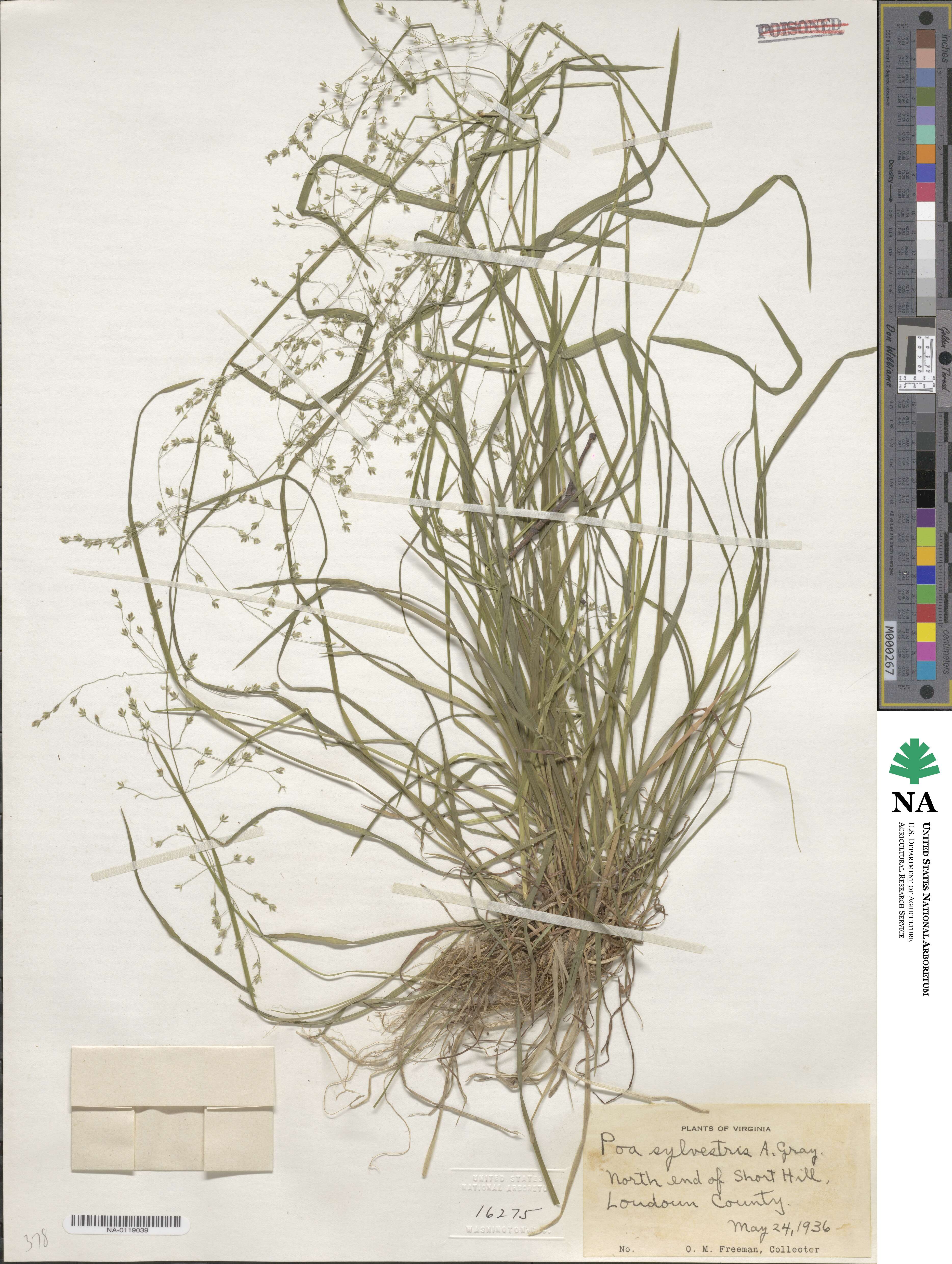 Poa sylvestris image
