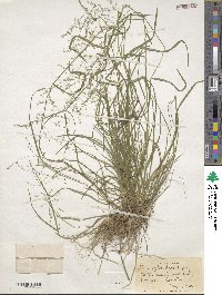 Poa sylvestris image