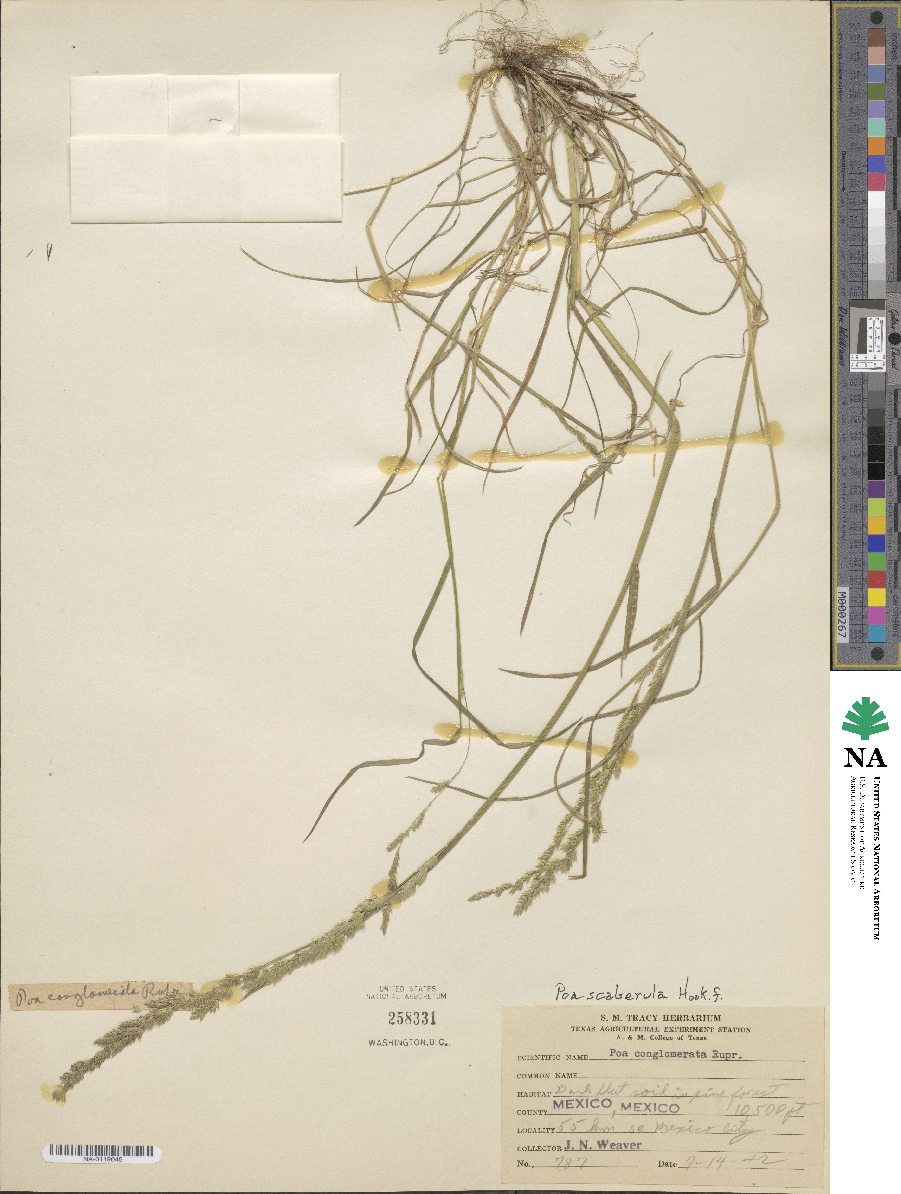 Poa scaberula image