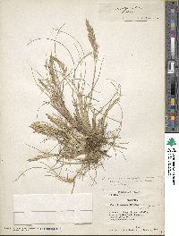 Poa alopecurus image