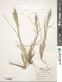 Poa alopecurus image