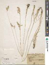 Poa angustifolia image