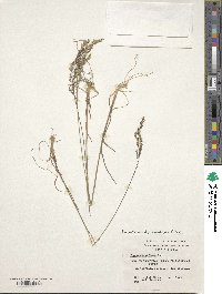 Poa angustifolia image