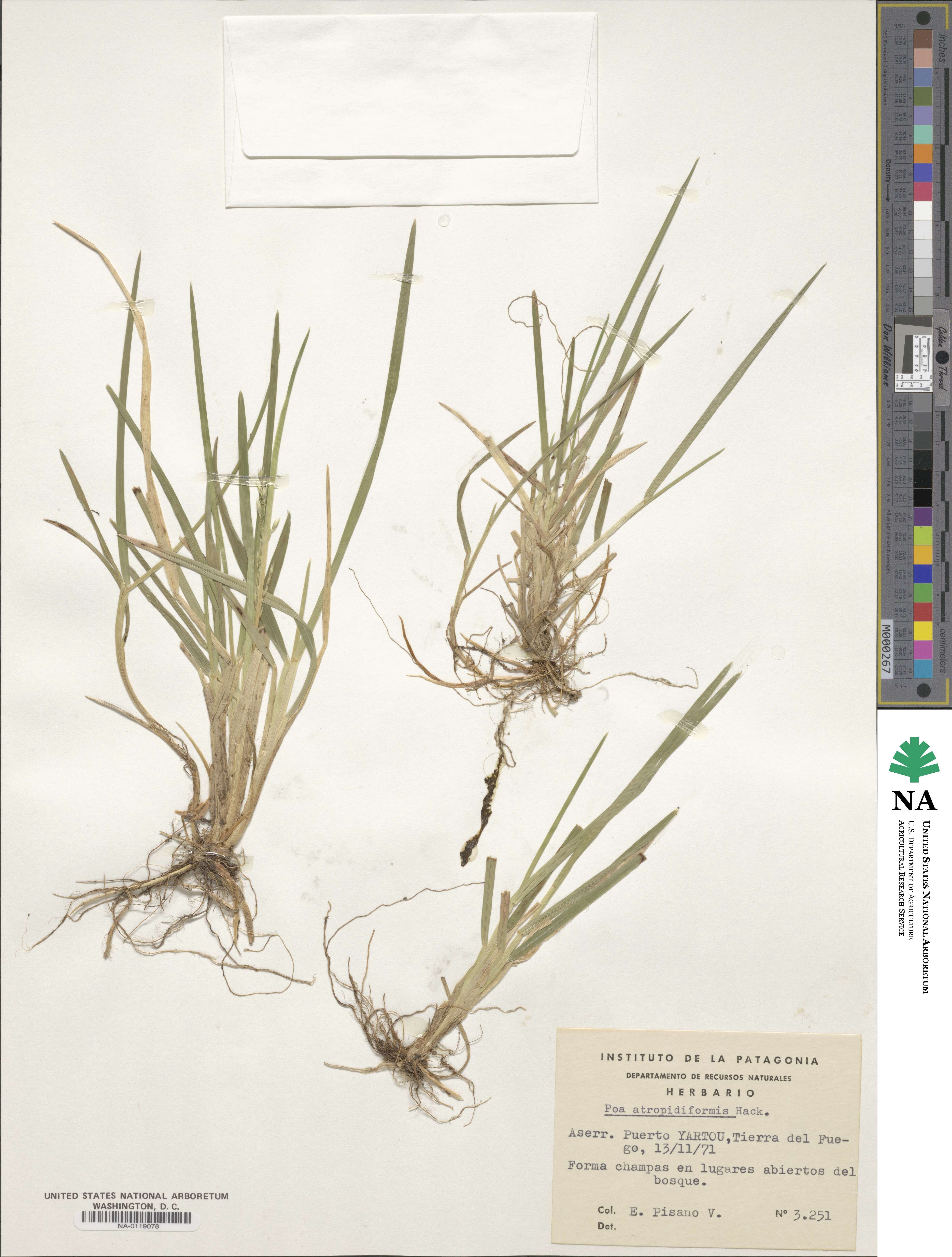 Poa atropidiformis image