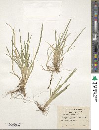 Poa atropidiformis image