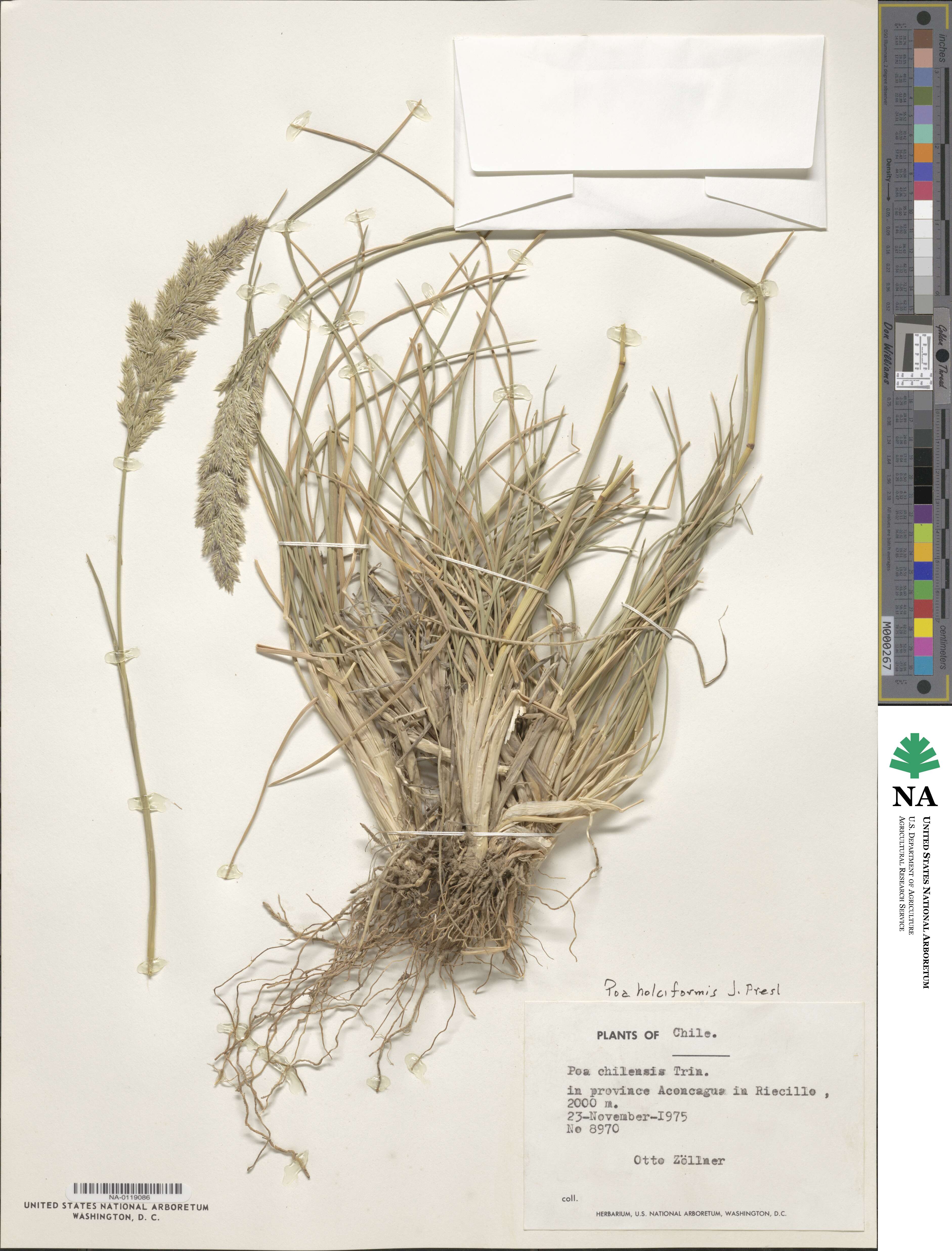 Poa holciformis image