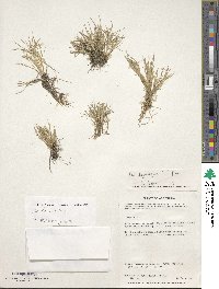 Poa darwiniana image