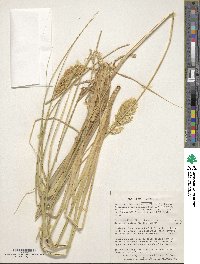 Poa flabellata image