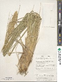 Poa flabellata image