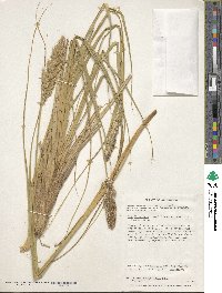 Poa flabellata image