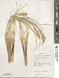 Poa flabellata image