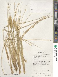 Poa flabellata image