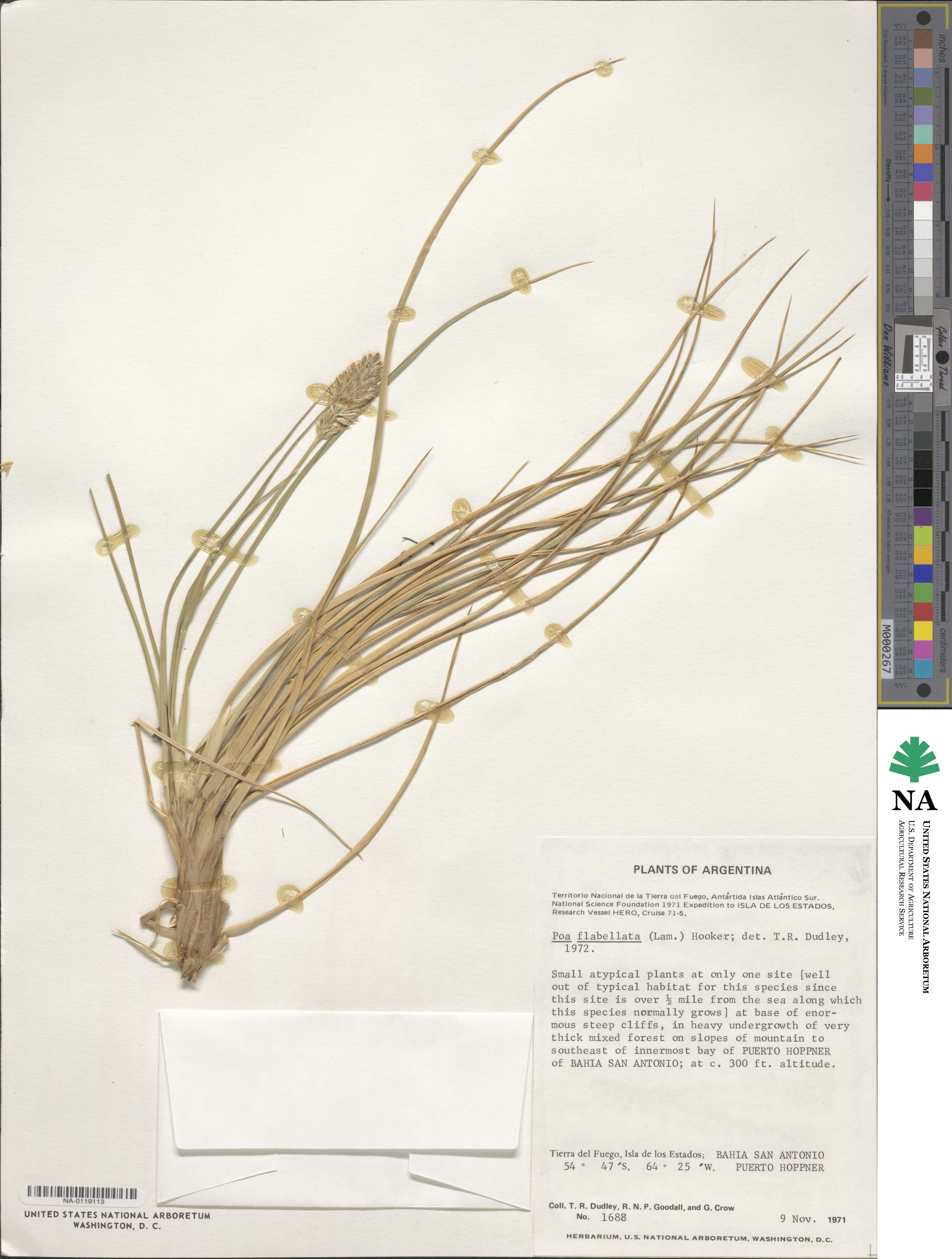 Poa flabellata image