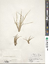 Poa flabellata image