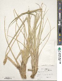 Poa flabellata image