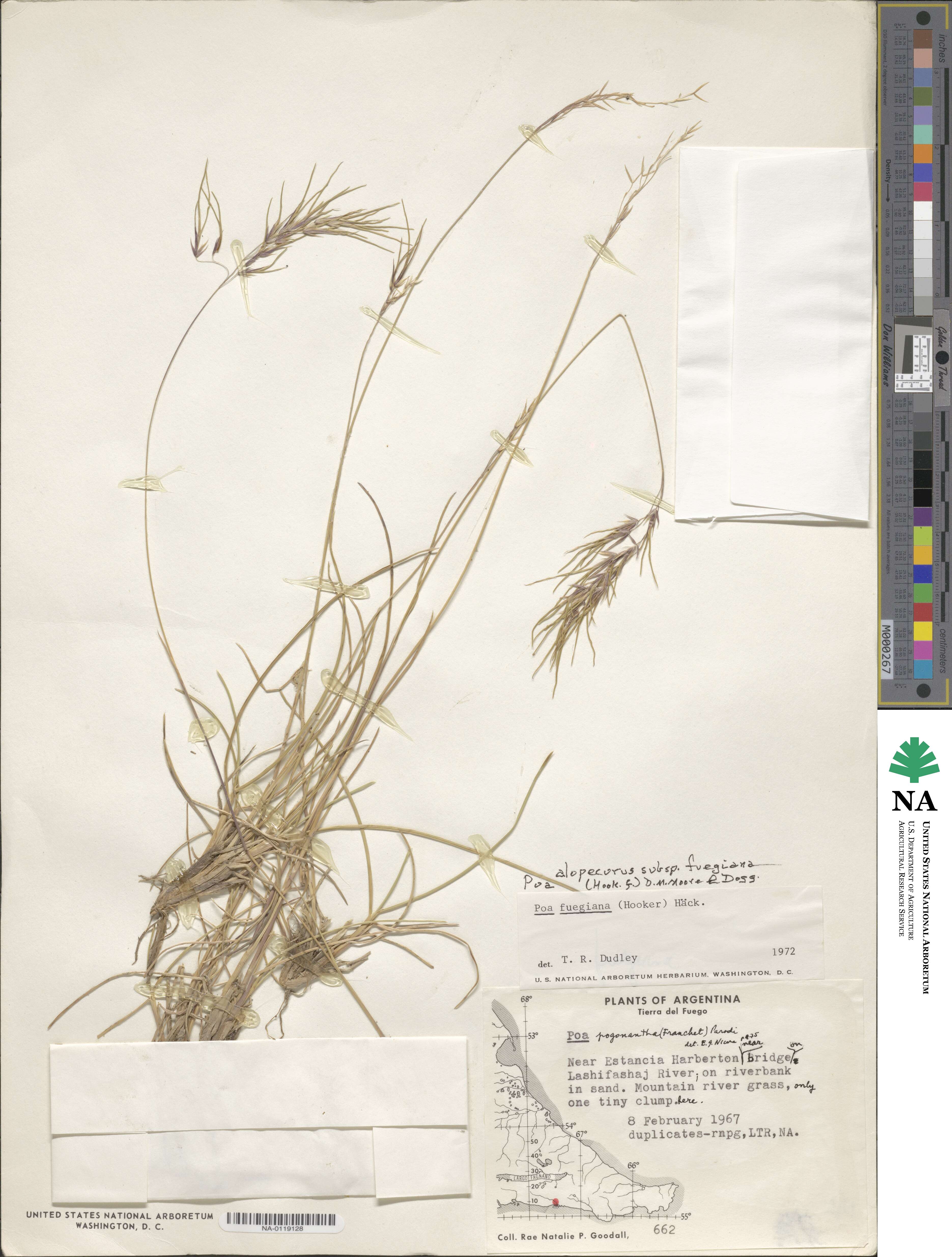 Poa alopecurus image