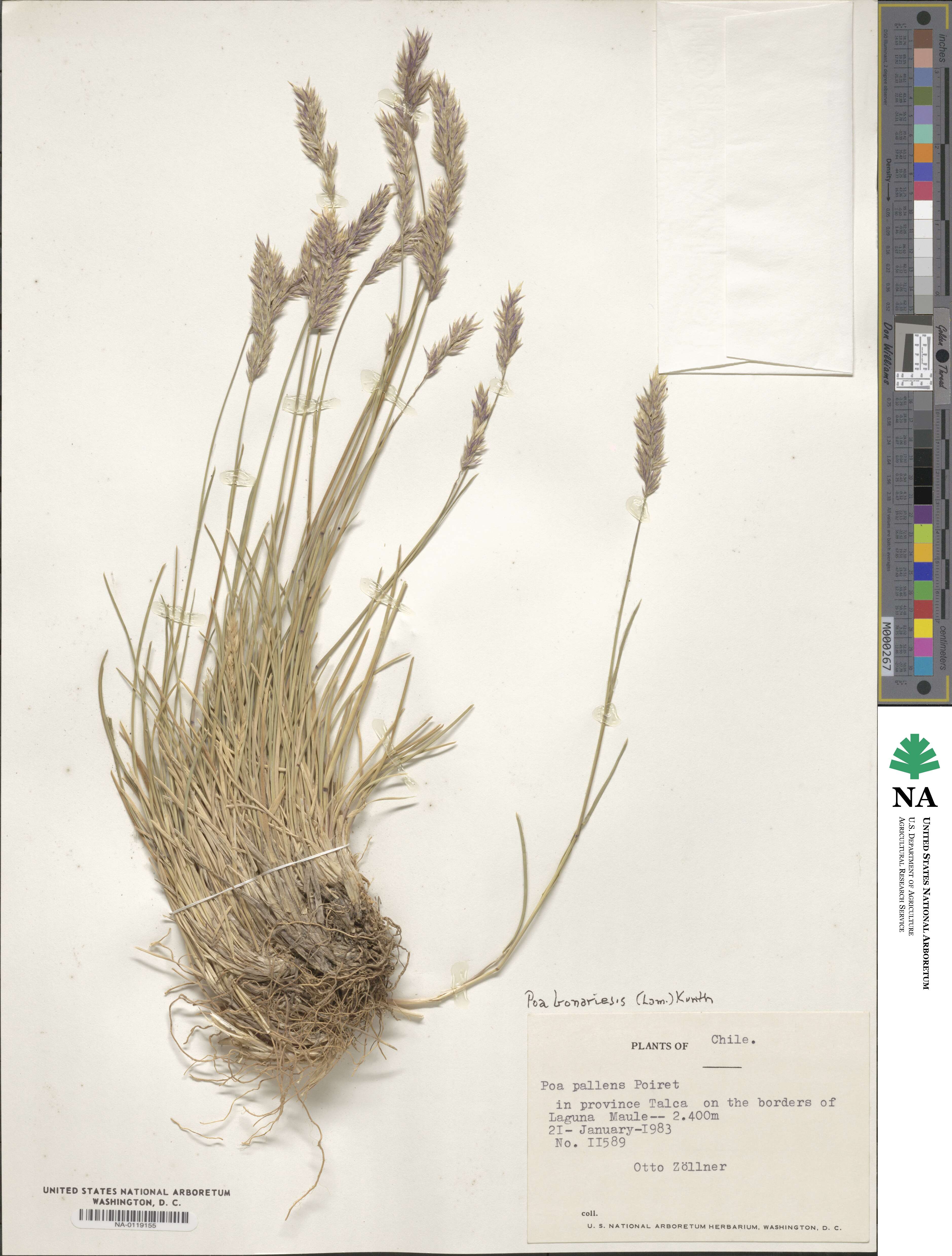 Poa bonariensis image