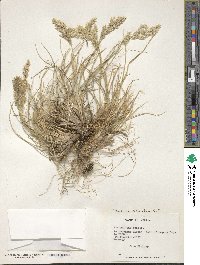 Poa bonariensis image