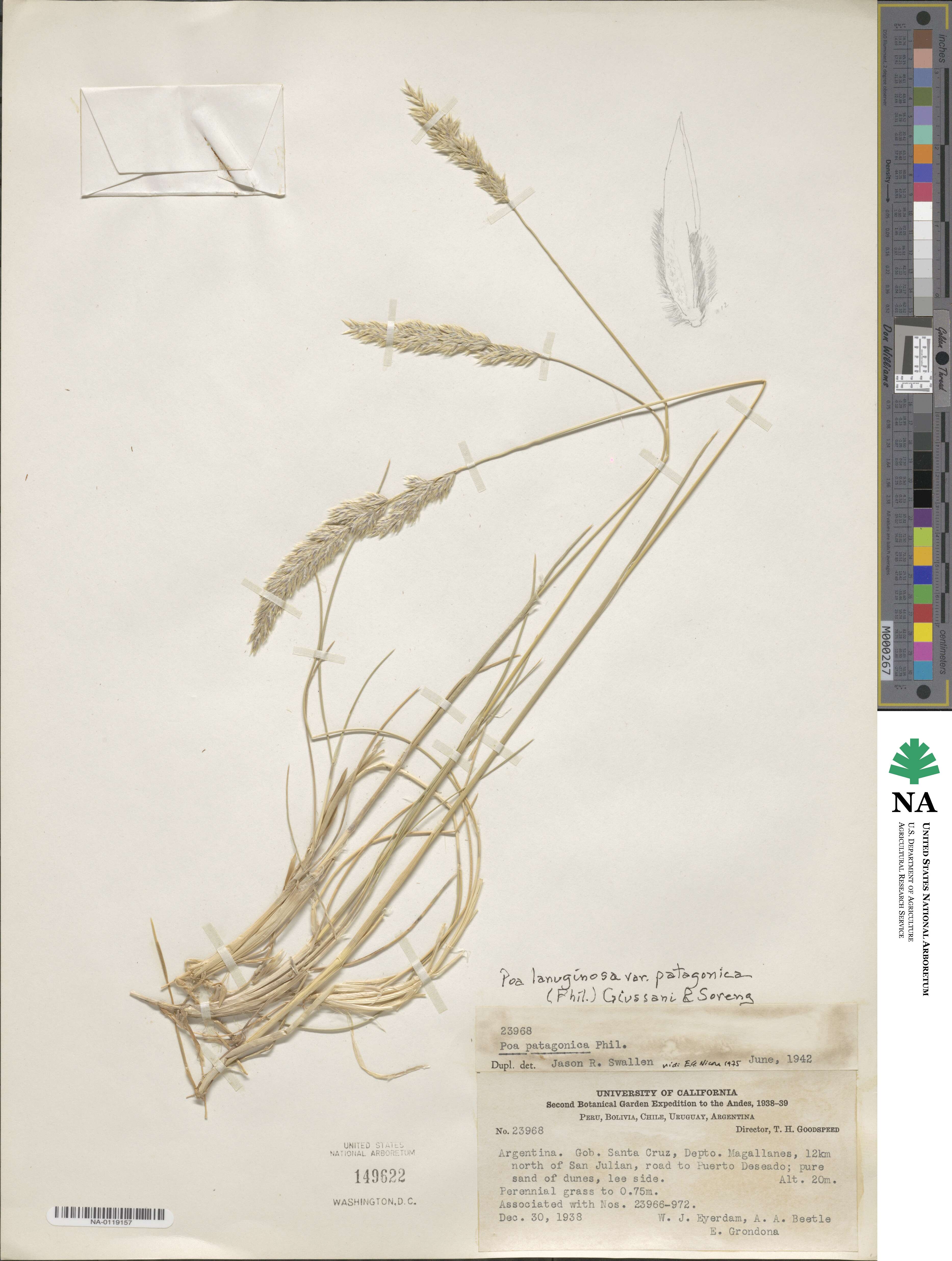 Poa lanuginosa image