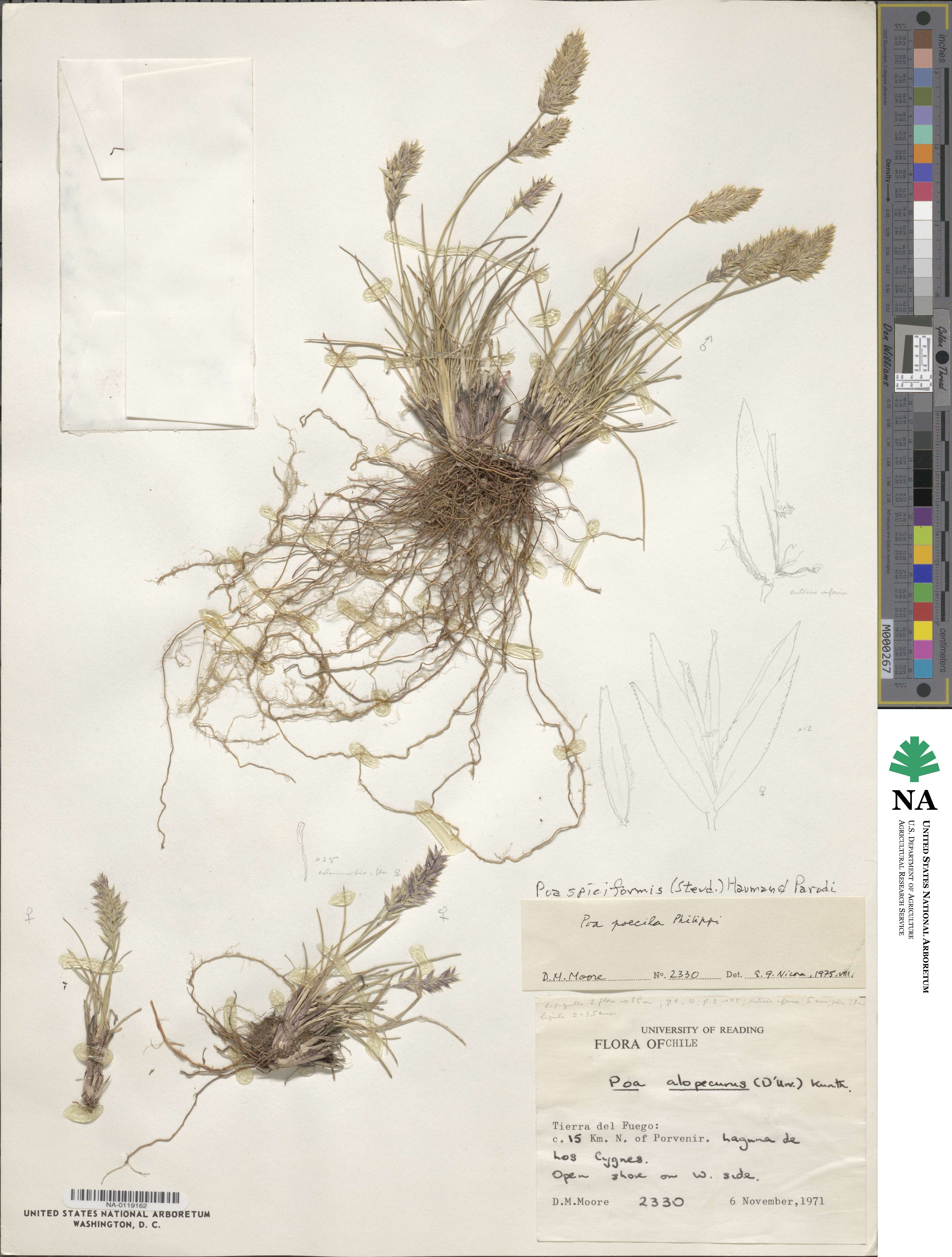 Poa spiciformis image