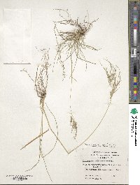 Poa alopecurus image