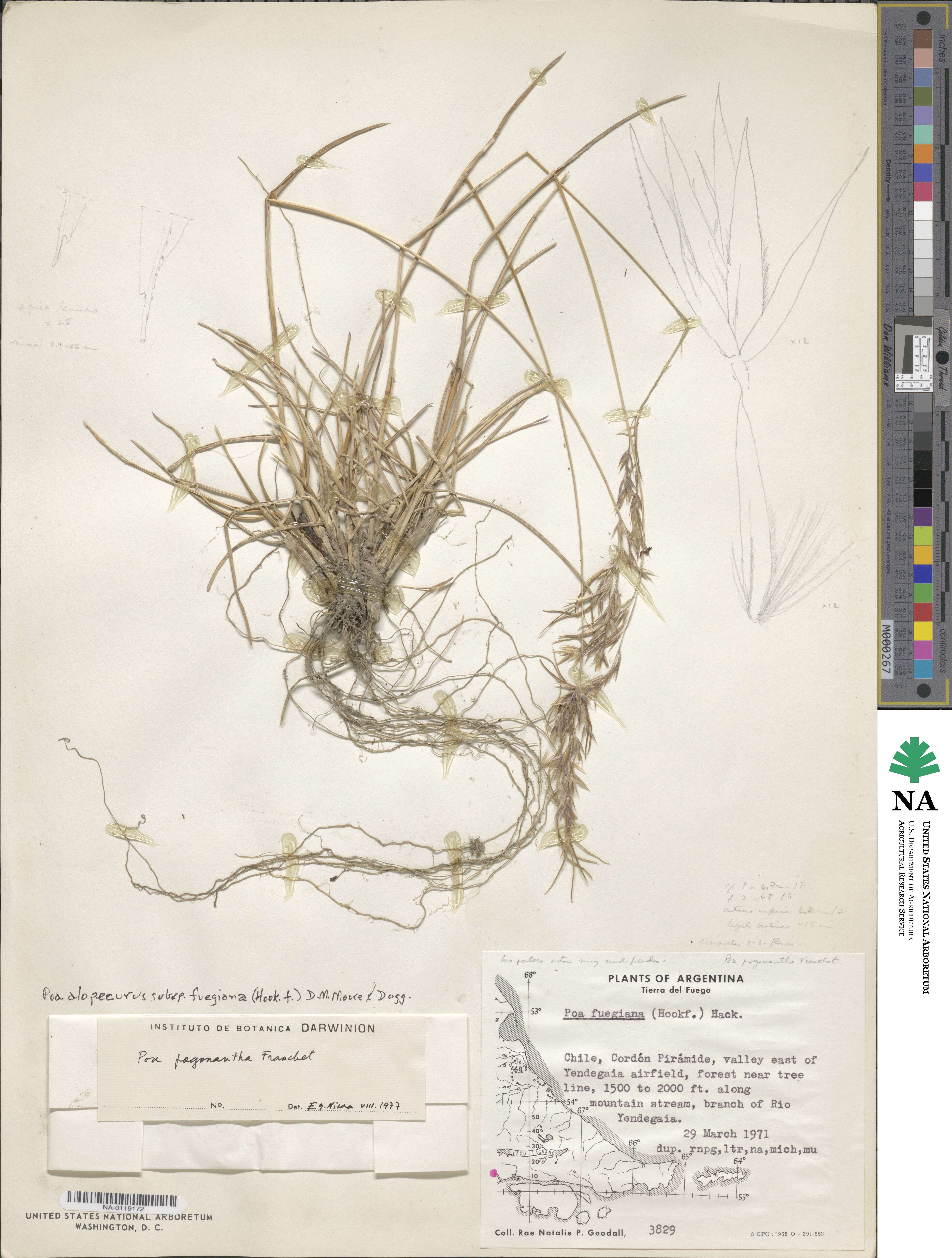 Poa alopecurus image