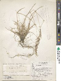 Poa alopecurus image