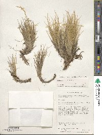 Poa alopecurus image