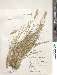 Poa alopecurus image