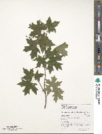 Acer grandidentatum image