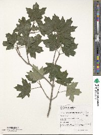 Acer grandidentatum image