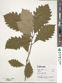 Quercus michauxii image